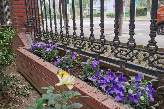 花开满园传祝福 青春接力暖校园——初一初二学子携手打造“加油花海”为毕业班助力